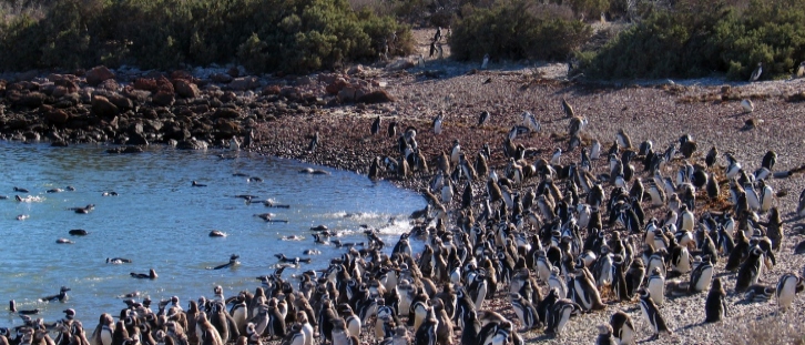 Punta Tombo