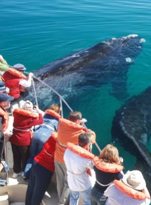 Whale Watching - Traditional