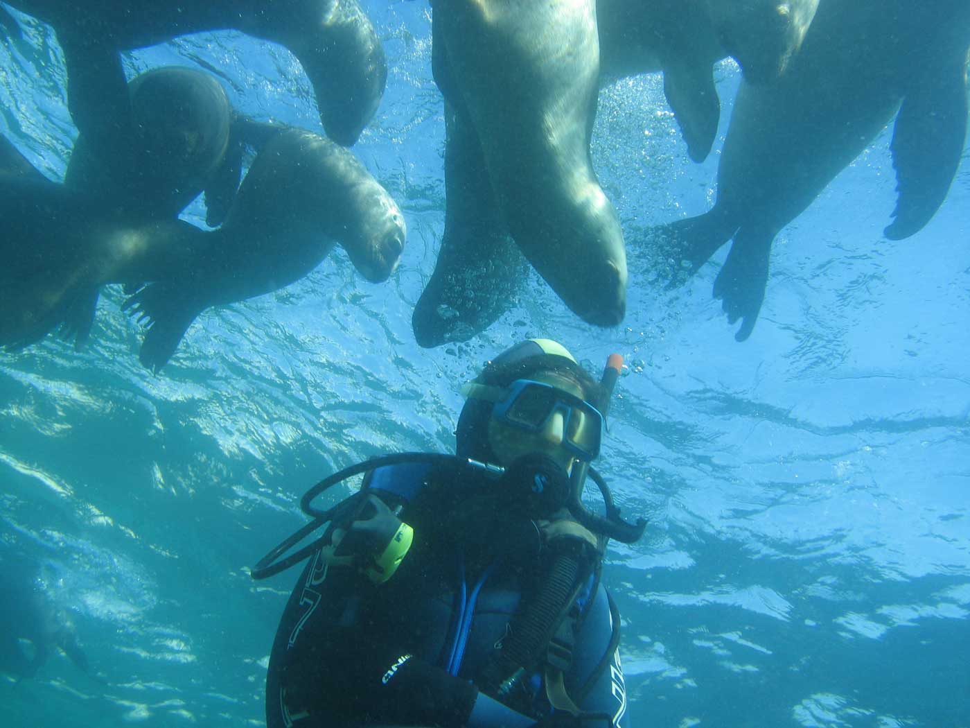Snorkelling with Sea Lions