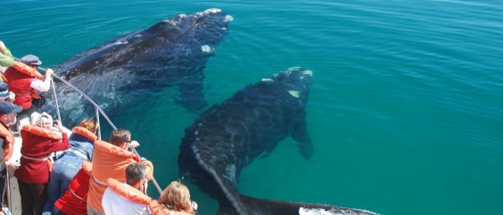 Whale Watching Tour
