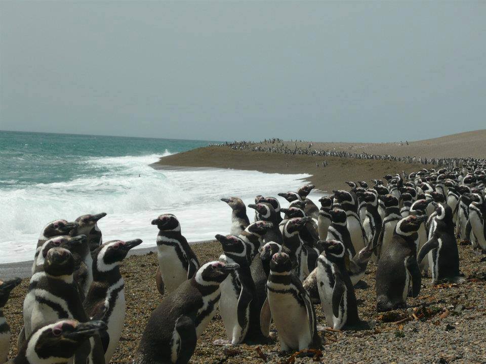 Punta Tombo, pingüinera patagónica