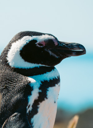 Punta Tombo