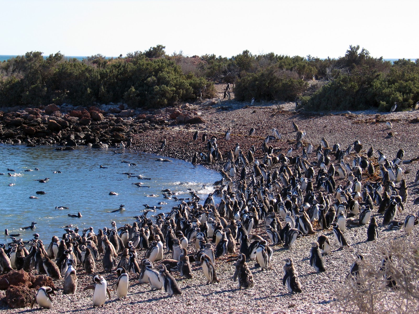 Excursión a Punta Tombo Pingüinera