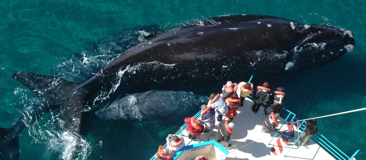 Península Valdés + Avistaje de Ballenas