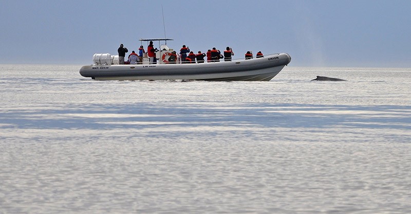 Paseo náutico: busca de delfines